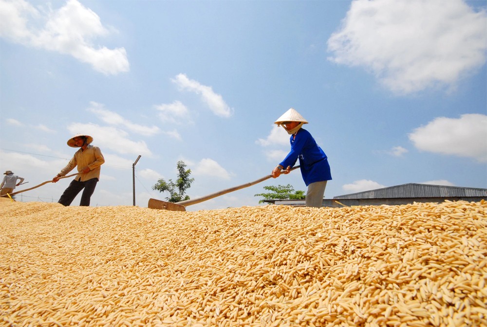 Ngày 22/6: Giá lúa tiếp tục giảm, gạo biến động trái chiều