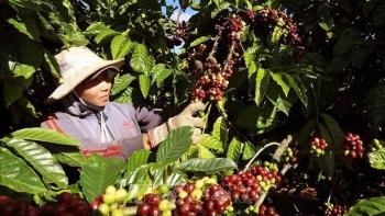 H1 agro-forestry-fishery trade surplus grows over 62%