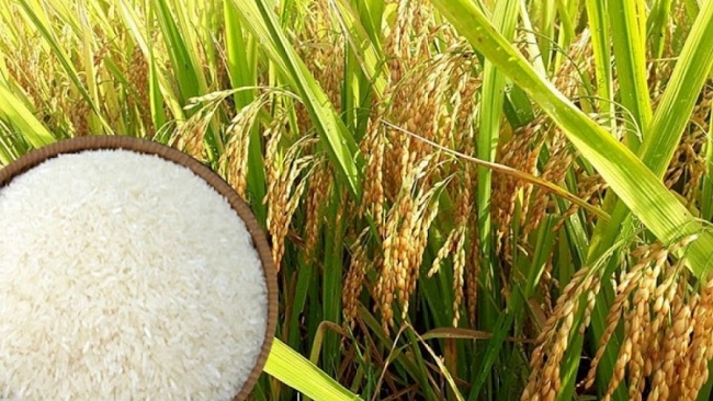 Ngày 30/6: Giá gạo giảm 100 đồng/kg, giá lúa ổn định