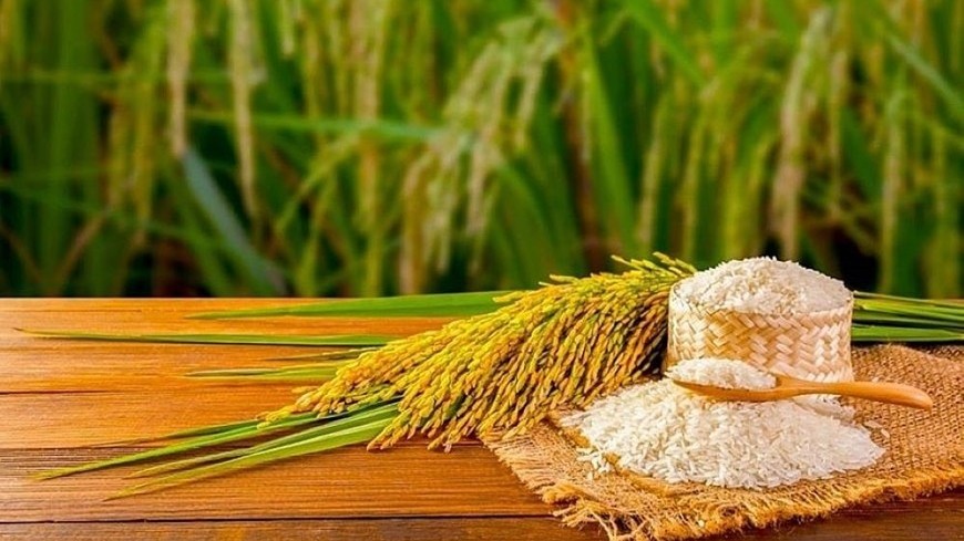 Ngày 1/7: Giá lúa gạo duy trì ổn định sáng đầu tuần