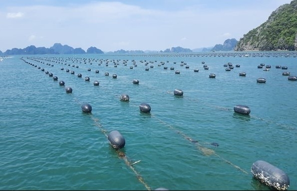 Quảng Ninh xây dựng Đề án Phát triển bền vững kinh tế thủy sản