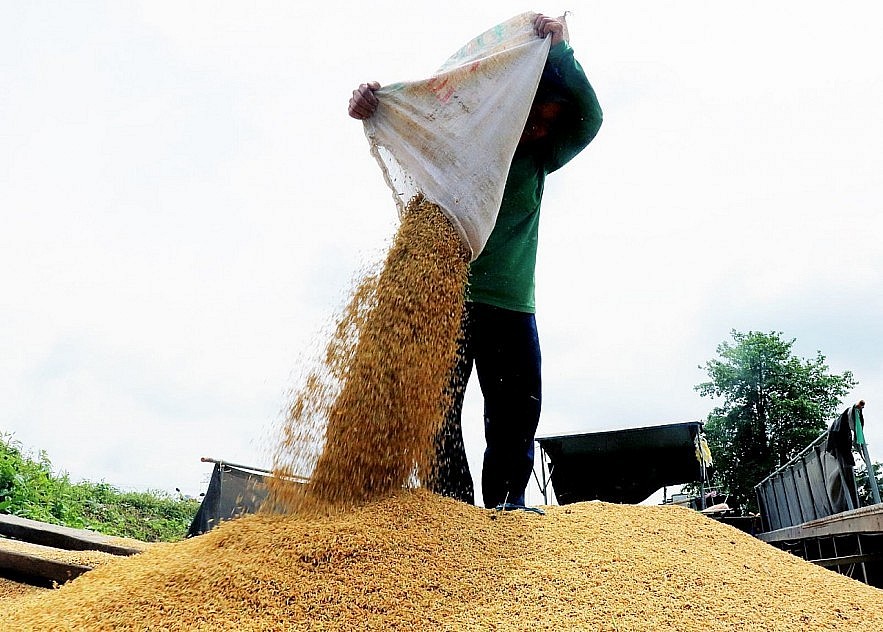 Ngày 14/7: Giá gạo tăng - giảm trái chiều, lúa giảm 200 đồng/kg