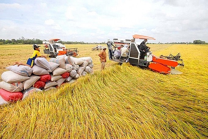 Ngày 16/7: Giá lúa gạo tại khu vực Đồng bằng sông Cửu Long duy trì ổn định