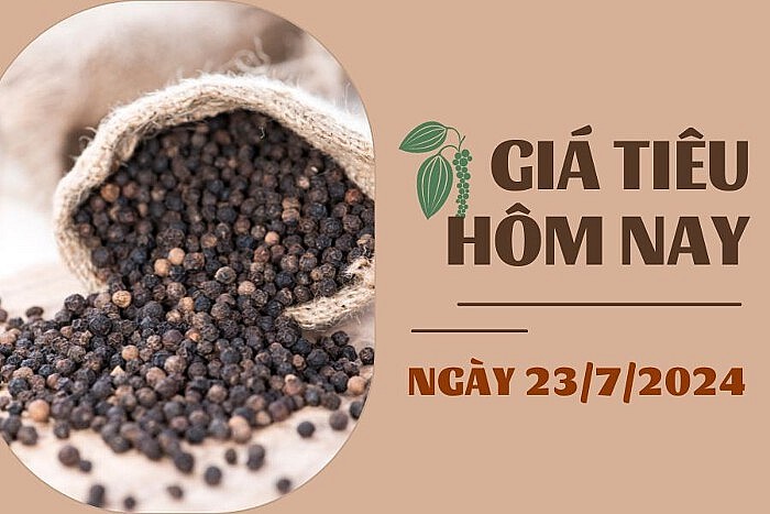 Ngày 23/7: Giá tiêu cao nhất ở mức 146.000 đồng/kg, cà phê giảm