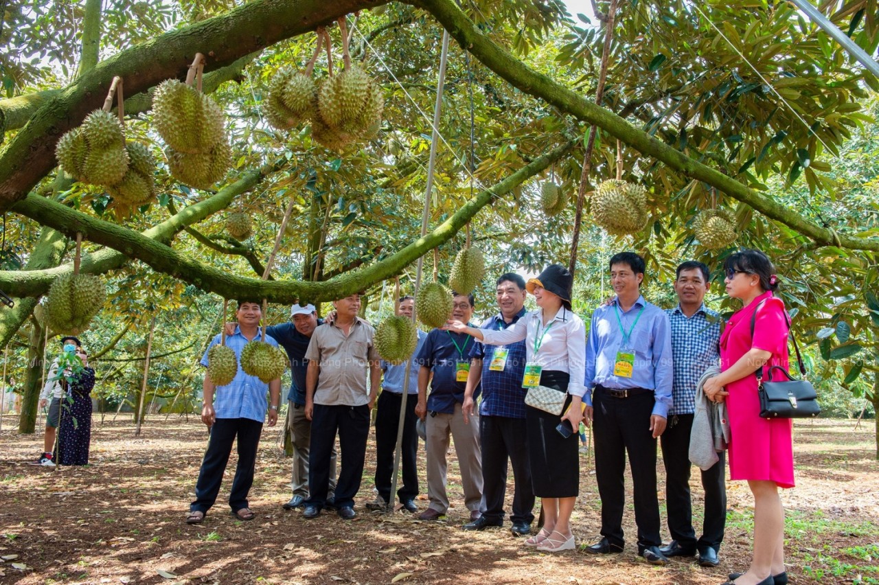 Xuất khẩu sầu riêng có thể đạt 3 tỷ USD trong năm 2024