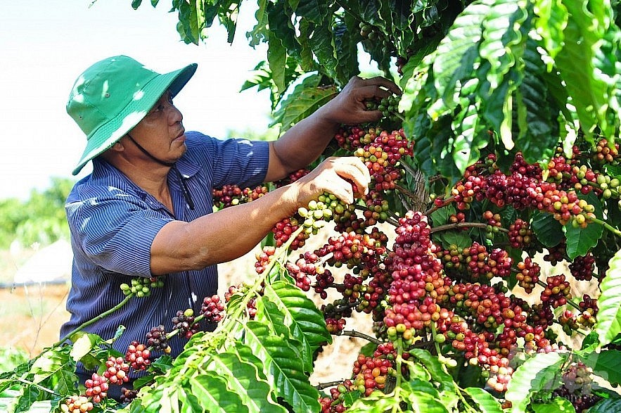 Ngày 26/7: Giá cà phê đảo chiều tăng, hồ tiêu ổn định, cao su biến động trái chiều