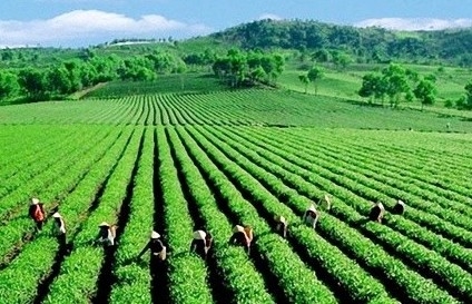 Cổ phiếu HNG sẽ huỷ niêm yết bắt buộc vì lỗ 3 năm liên tục
