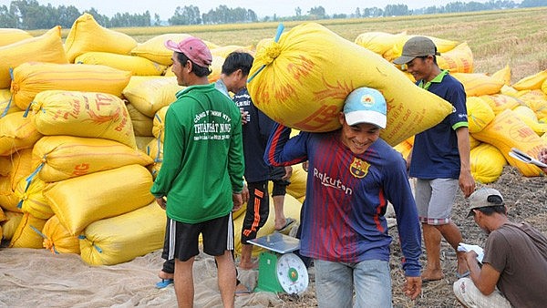 Ngày 27/7: Giá lúa tăng nhẹ, thị trường trầm lắng