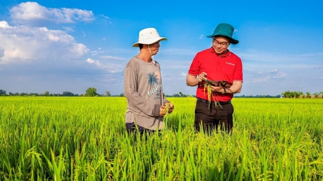 Agribank cung ứng vốn tín dụng phát triển 1 triệu héc-ta lúa chất lượng cao