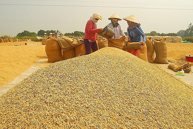 Ngày 4/8: Giá lúa tăng 100 đồng/kg, gạo giảm 50