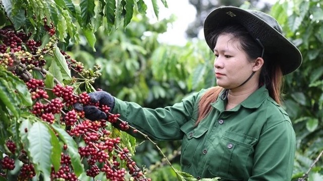 Vietnam’s coffee market share in traditional markets increases