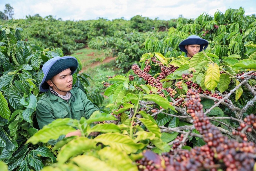 Ngày 13/8: Giá cà phê và cao su đồng loạt tăng, hồ tiêu biến động trái chiều