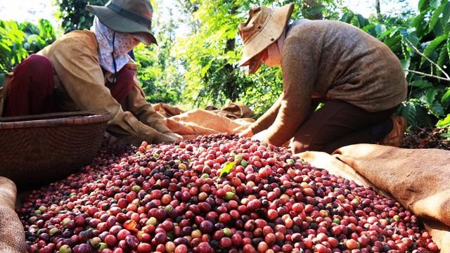 Tăng thương hiệu xuất khẩu “tỷ đô” cho nông sản Gia Lai