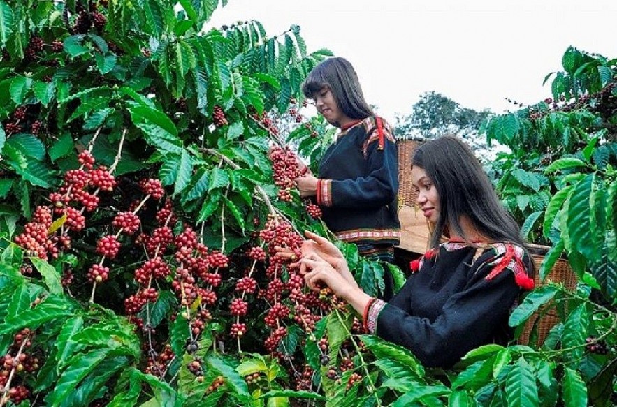 Ngày 20/8: Giá cà phê và cao su tiếp đà tăng, hồ tiêu đồng loạt đứng yên