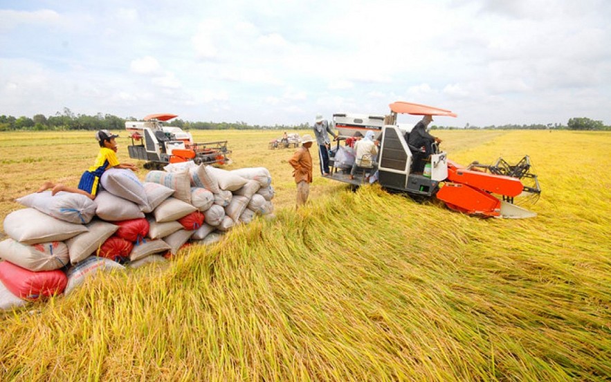 Ngày 21/8: Giá lúa tăng 100 - 200 đồng/kg, gạo tiếp đà giảm