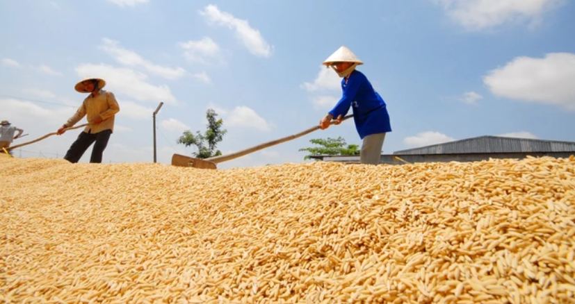 Ngày 29/8: Giá lúa tại thị trường trong nước tiếp đà tăng, giá gạo giảm