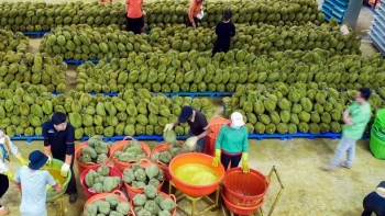 Cơ hội lớn cho sầu riêng Đắk Lắk khi xuất khẩu chính ngạch cấp đông