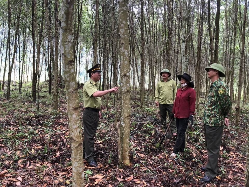 Công tác bảo vệ và phủ xanh rừng rất được tỉnh Quảng Bình quan tâm. Ảnh: TL.