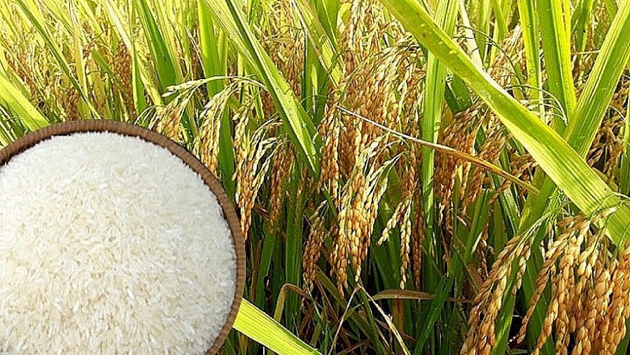 Ngày 6/9: Giá lúa gạo đồng loạt giảm mạnh