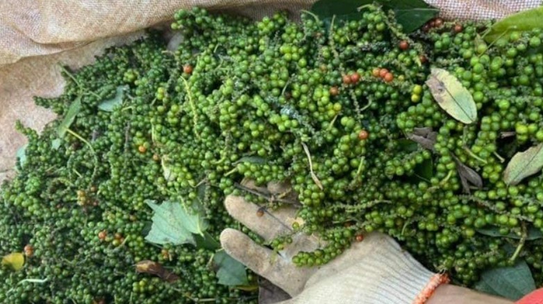 Ngày 7/9: Giá cà phê biến động trái chiều, giá hồ tiêu tăng mạnh