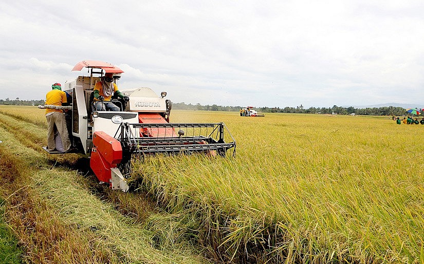 Ngày 7/9: Giá lúa gạo giảm nhẹ, nhu cầu gạo tại Nhật Bản tăng sau một thập kỷ