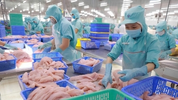 Xuất khẩu cá tra: Thách thức về tỷ giá và giá cước đối với doanh nghiệp