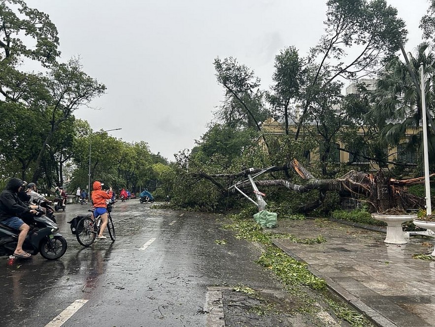 undefined Hà Nội: Đường phố cây đổ ngổn ngang sau khi bão Yagi quyét qua
