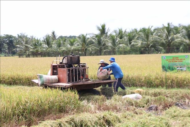 Lợi nhuận tại các mô hình trồng lúa giảm phát thải thí điểm tăng 30%