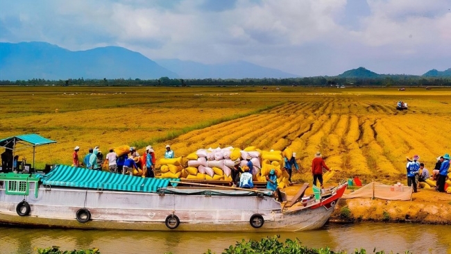 Giải bài toán tín dụng cho ngành nông sản Đồng bằng sông Cửu Long