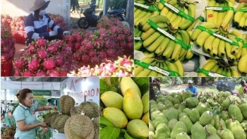 New markets help fruit exports grow to record revenues