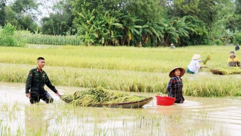 Khôi phục sản xuất nông nghiệp sau bão