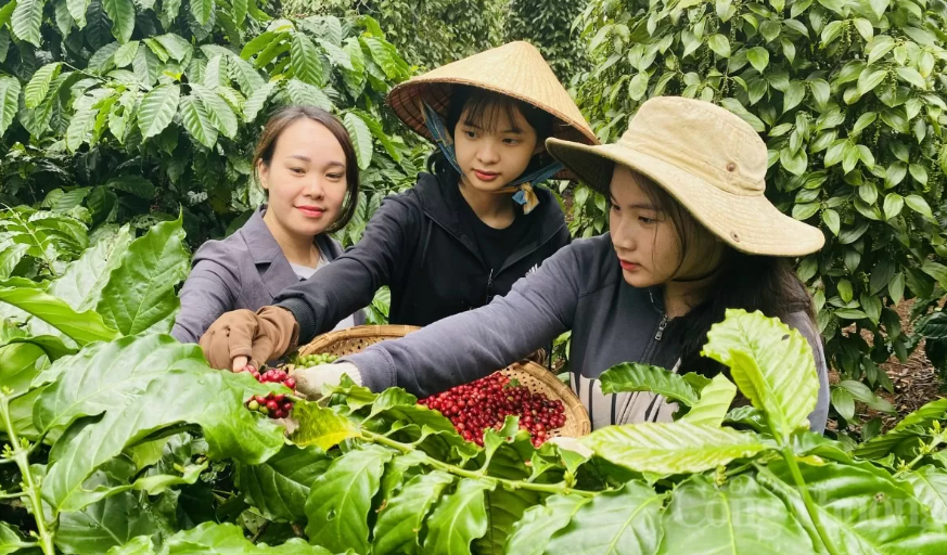 Ngày 19/9: Giá cà phê quay đầu tăng, hồ tiêu tiếp đà giảm