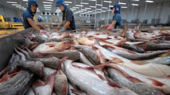 Viet Nam’s exporters do not dump pangasius into U.S. market: DOC