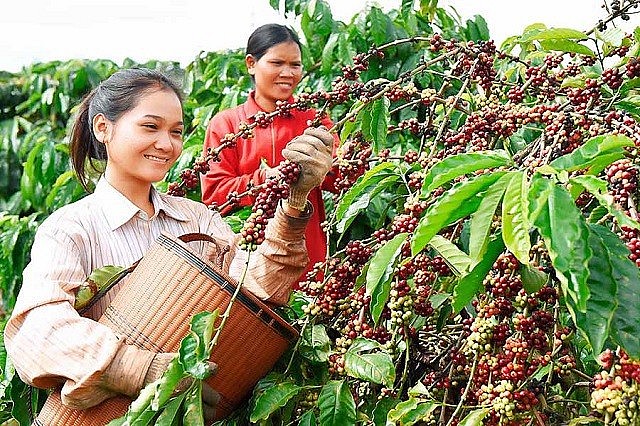 Ngày 26/9: Giá cà phê đảo chiều tăng, hồ tiêu tiếp đà lao dốc