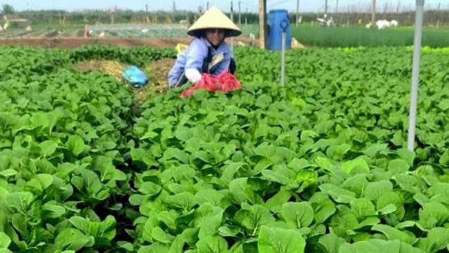 Hà Nội yêu cầu hỗ trợ thiệt hại sau bão giúp bình ổn thị trường Tết
