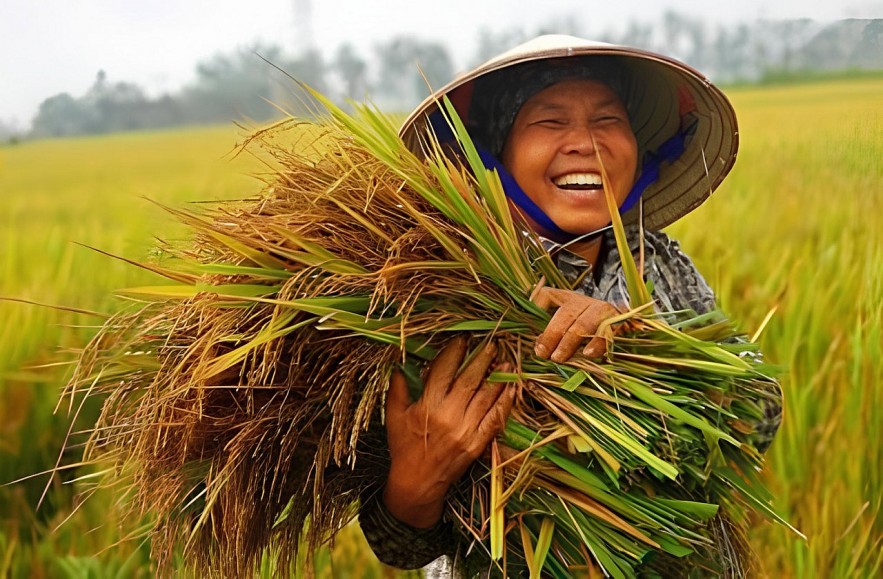 Giải bài toán tín dụng cho ngành nông sản Đồng bằng sông Cửu Long