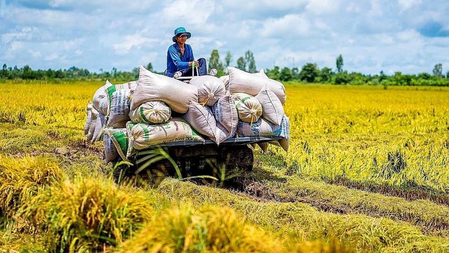 Ngày 28/9: Giá lúa, gạo tiếp tục giảm