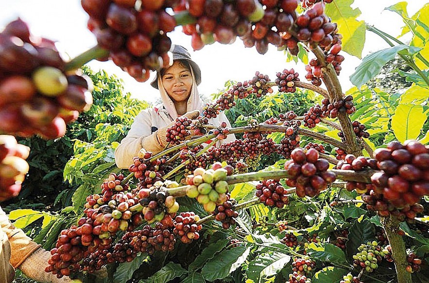 Hướng đi nào giúp cà phê Việt phát triển bền vững? Hướng đi nào giúp cà phê Việt phát triển bền vững?