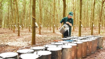 Ngày 5/10: Giá cao su trong nước tiếp tục nối dài chuỗi ngày tăng