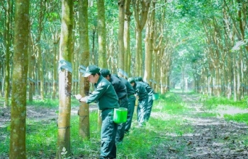 Cổ phiếu TRC tăng trần sau khi công bố báo cáo tài chính quý III/2024