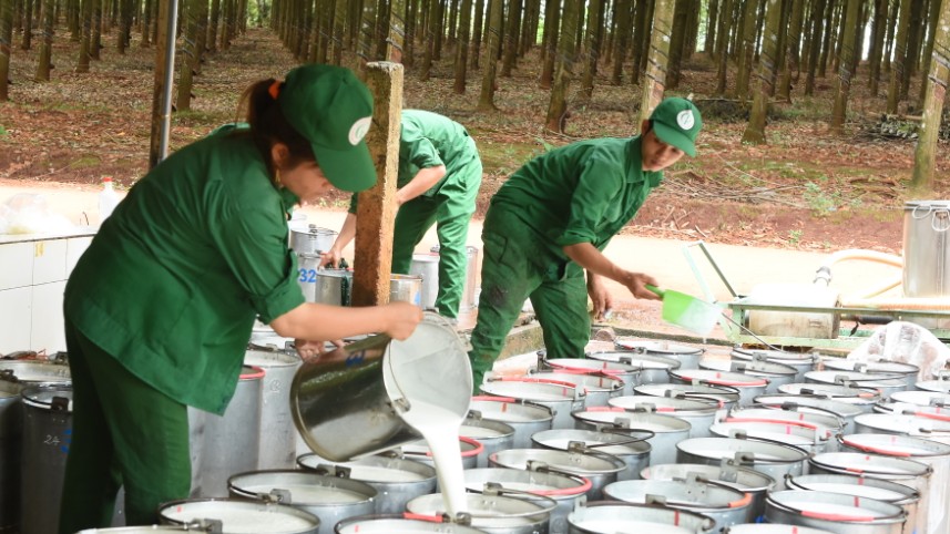 Ngày 15/10: Giá thu mua mủ cao su tăng vọt trong hơn một tháng qua