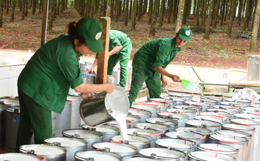 Ngày 15/10: Giá thu mua mủ cao su tăng vọt trong hơn một tháng qua