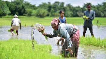 Giá gạo toàn cầu dự báo giảm trong năm 2025 nhờ nguồn cung dồi dào