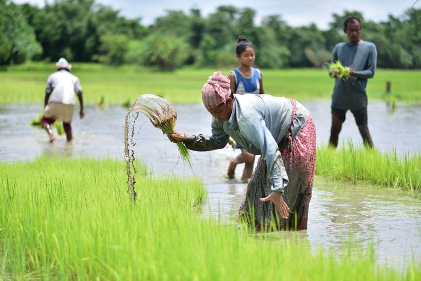 Giá gạo toàn cầu dự báo giảm trong năm 2025 nhờ nguồn cung dồi dào