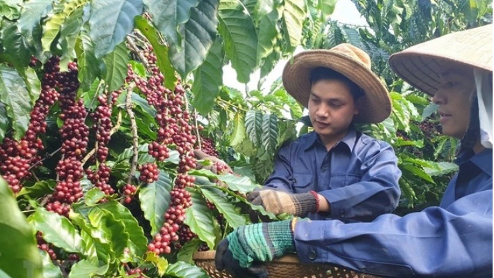 Ngày 21/10: Xuất khẩu cà phê đạt kỷ lục mới, hồ tiêu vượt 1 tỷ USD