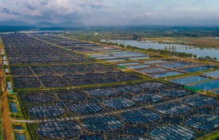 Thủy sản Minh Phú báo lãi gần 200 tỷ đồng nhờ khoản cổ tức lớn từ các công ty con