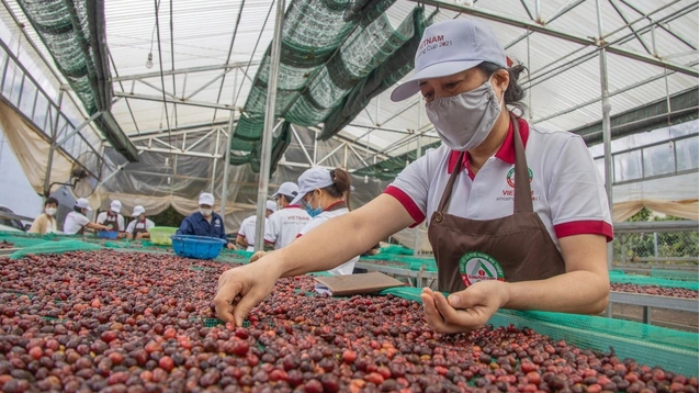 Ngày 25/10: Giá tiêu và cà phê đồng loạt tăng