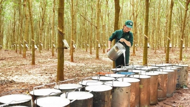 Giá cao su, đường biến động ra sao tháng cuối năm?