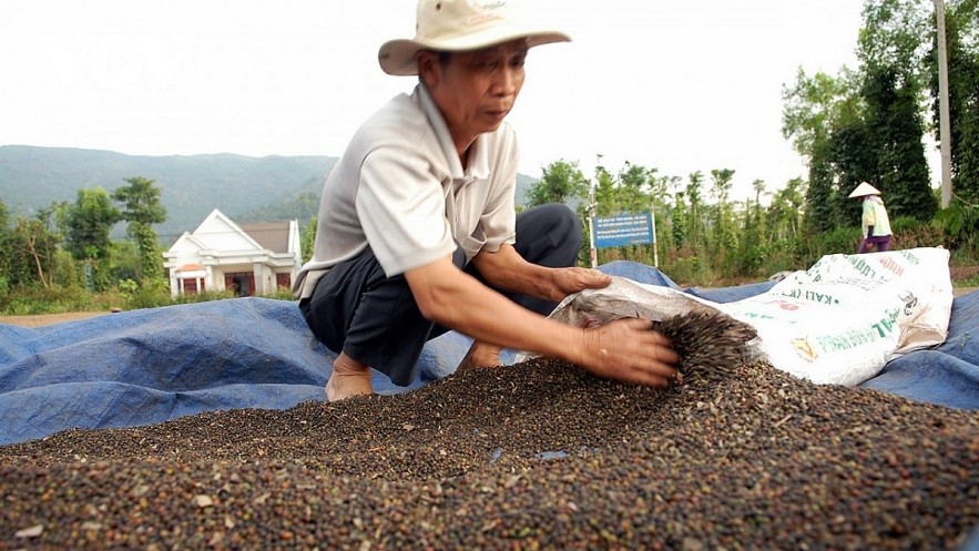 Ngày 30/10: Giá tiêu và cà phê đồng loạt quay đầu tăng mạnh