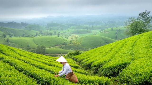 Chè Việt Nam cẩn trọng với bẫy giá rẻ của thế giới